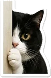 A black and white cat peeking shyly around the edge of a wall.